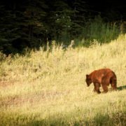 Bear walking on grass in Whistler