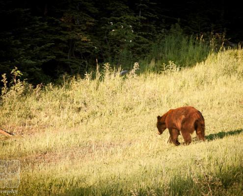 Bear walking on grass in Whistler