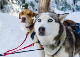 Canadian Wilderness Adventures Whistler Dog Sledding Tours
