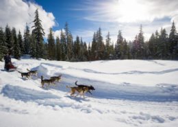 Canadian Wilderness Adventures Whistler Dog Sledding Tours