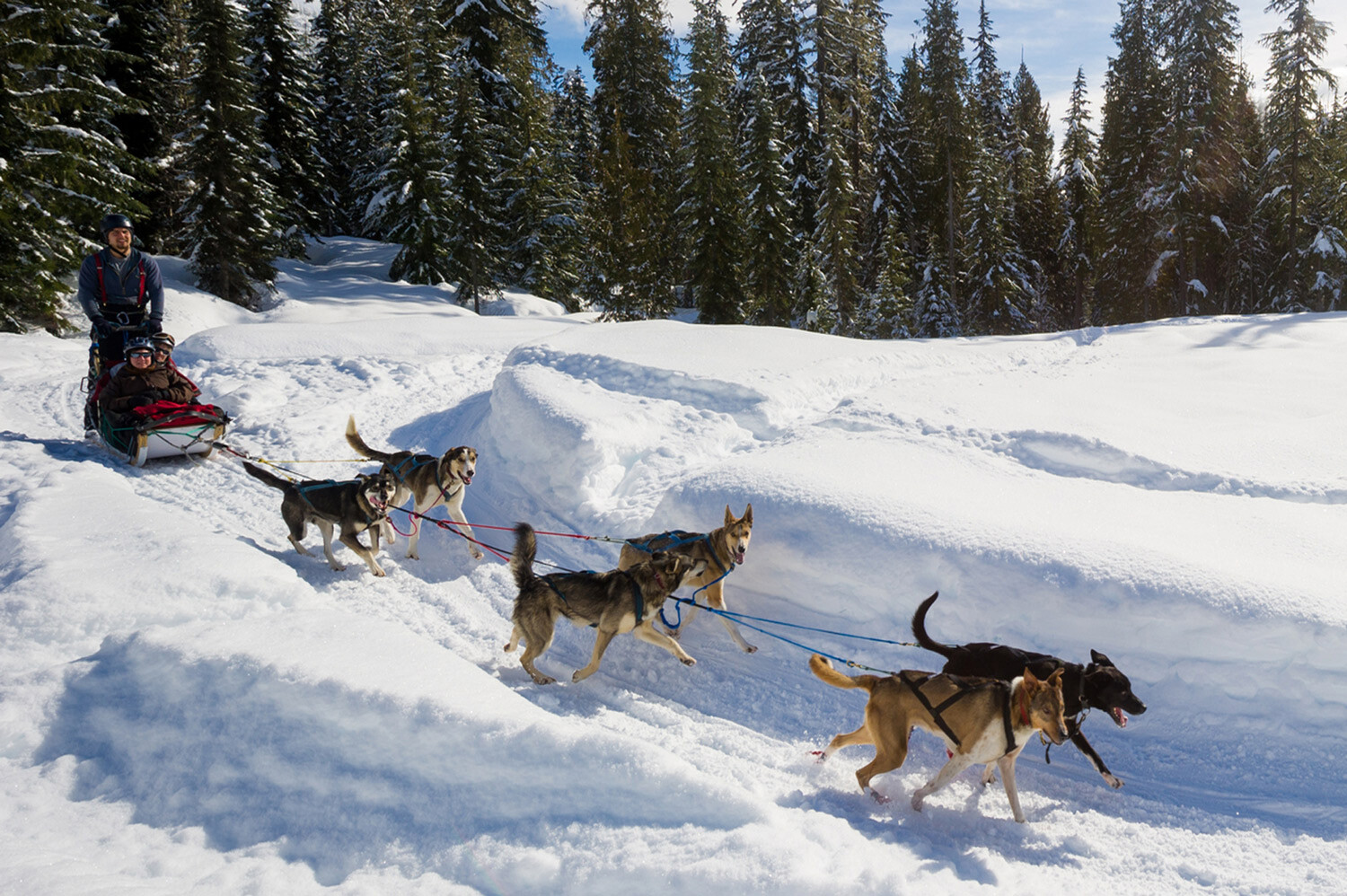 Dog Sledding Canadian Wilderness Adventures Whistler, BC