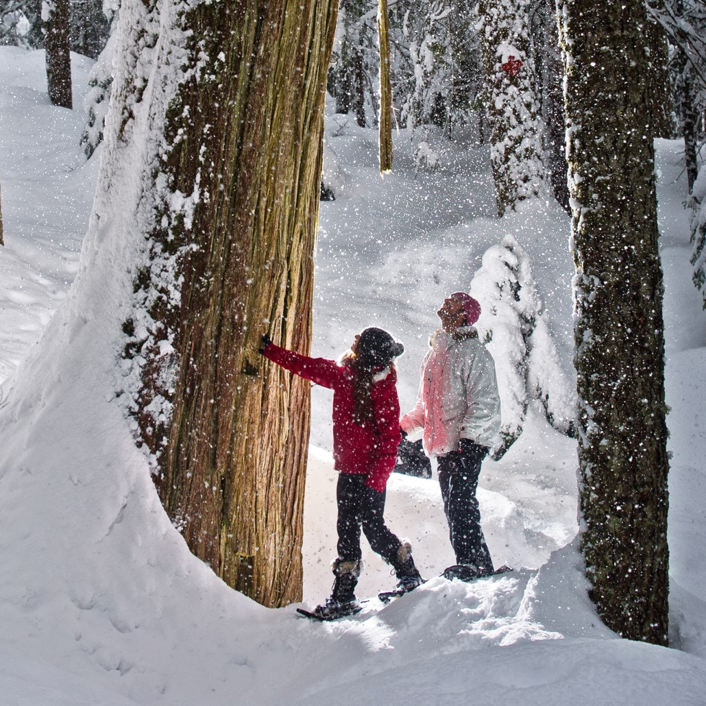 Snowshoeing tours in Whistler backcountry.