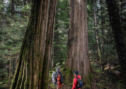 two hikers at the base of an ancient cedar in the callaghan valley